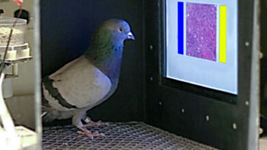 Why we should thank pigeons for our AI breakthroughs