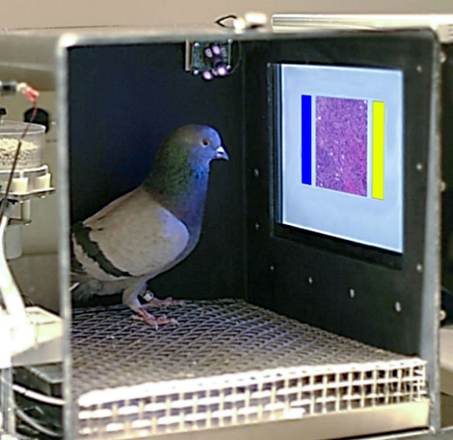 Why we should thank pigeons for our AI breakthroughs